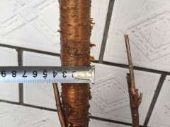 美国红枫下山桩小苗 夏天能晒不 图片