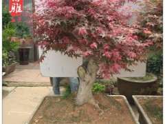 冬天种红枫下山桩会不会冻死 图片