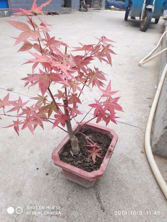 红枫下山桩什么季节移植最好 图片