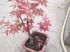 红枫下山桩什么季节移植最好 图片