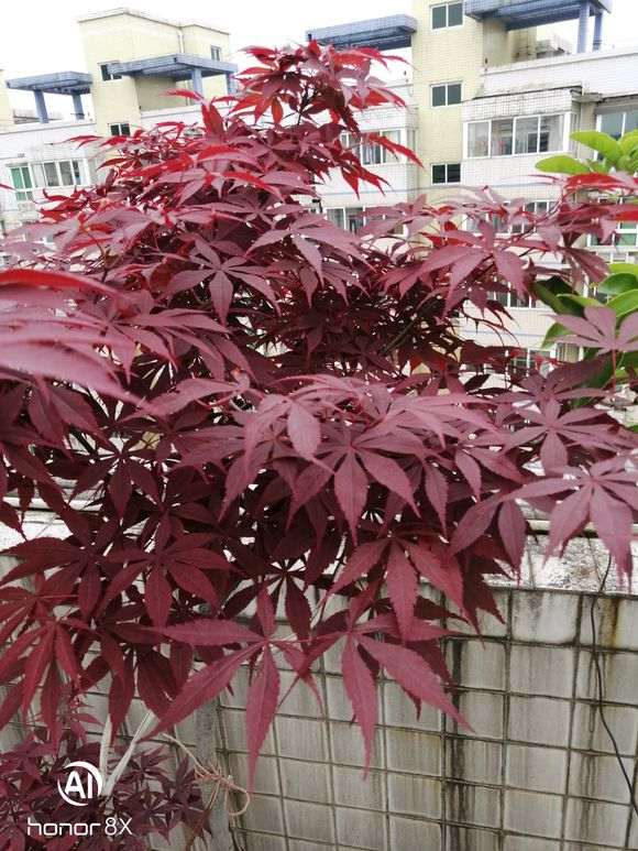 日本红枫下山桩和普通红枫下有什么区别