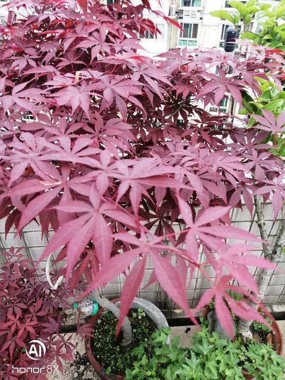 日本红枫下山桩和普通红枫下有什么区别