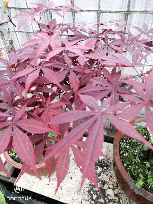 日本红枫下山桩和普通红枫下有什么区别