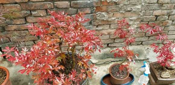 中国红枫下山桩有品种区别吗 图片