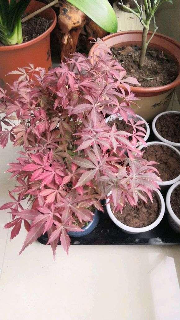 红枫下山桩 不红怎么办 图片