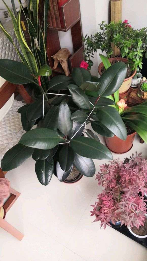 红枫下山桩 不红怎么办 图片