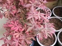 红枫下山桩 不红怎么办 图片