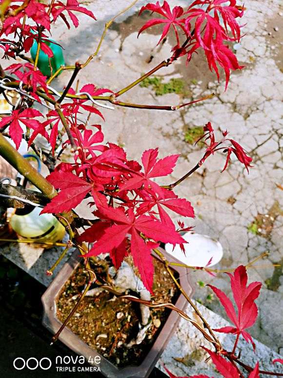 中国红枫下山桩什么时候嫁接 最好 图片