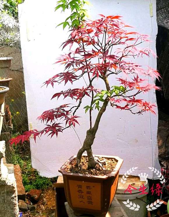 中国红枫下山桩什么时候嫁接 最好 图片