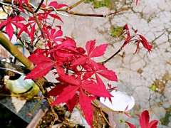 中国红枫下山桩什么时候嫁接 最好 图片