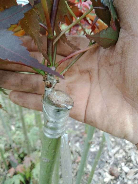 红枫下山桩的枝条怎么嫁接的方法 图片