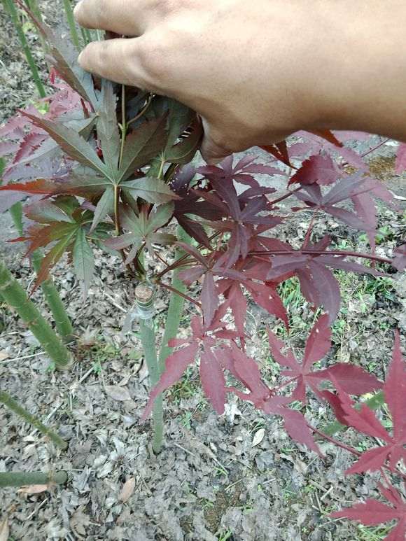 红枫下山桩的枝条怎么嫁接的方法 图片