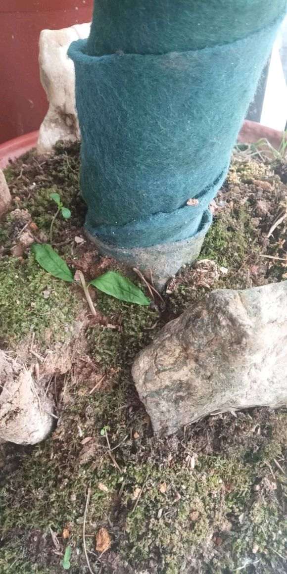 红枫下山桩套袋 再换沙子 还是不行