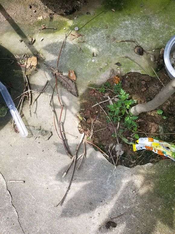 红枫下山桩套袋 再换沙子 还是不行