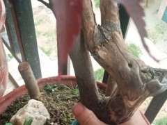 红枫下山桩套袋 再换沙子 还是不行