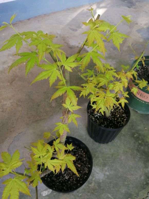 红枫下山桩怎么高压的方法 图片