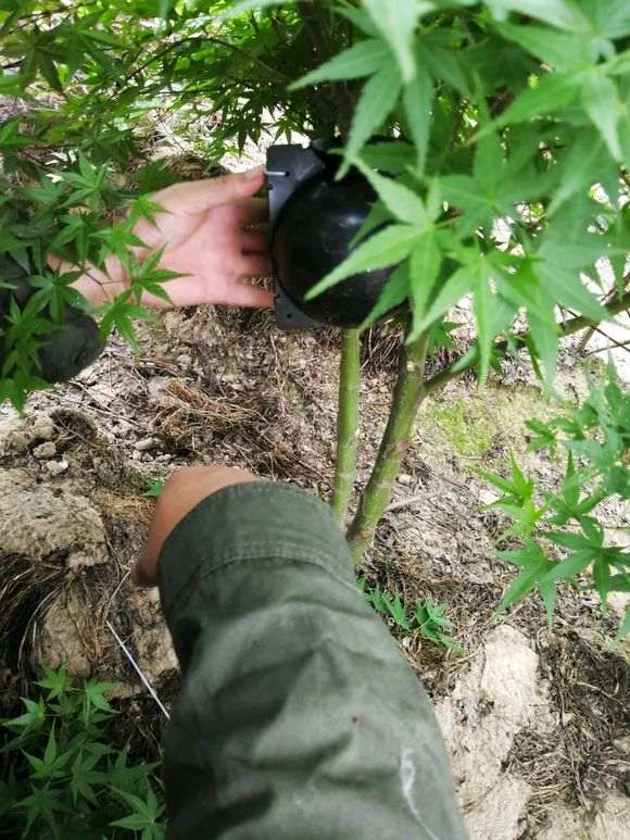 红枫下山桩怎么高压的方法 图片