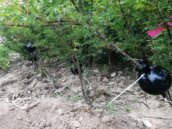 红枫下山桩怎么高压的方法 图片