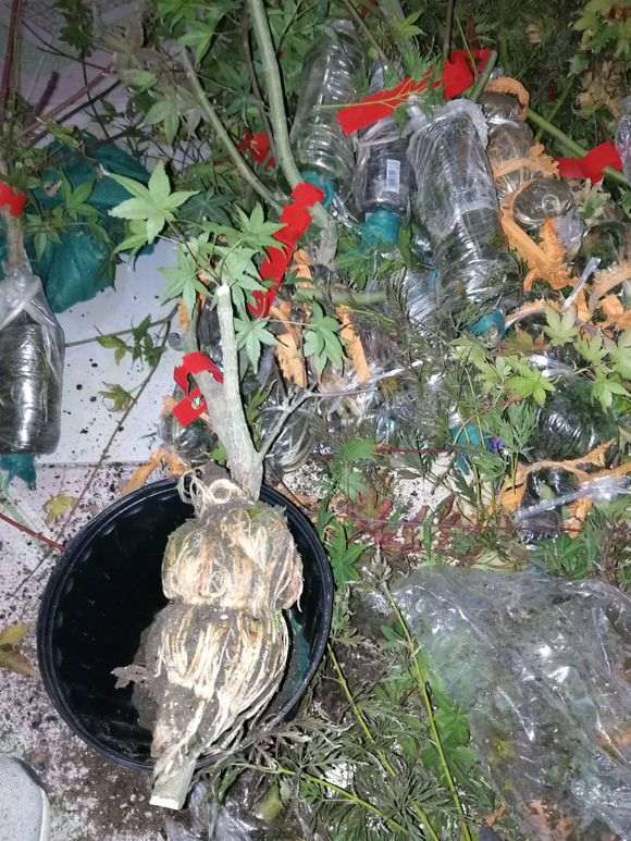 红枫下山桩怎么高压的方法 图片