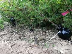 红枫下山桩怎么高压的方法 图片