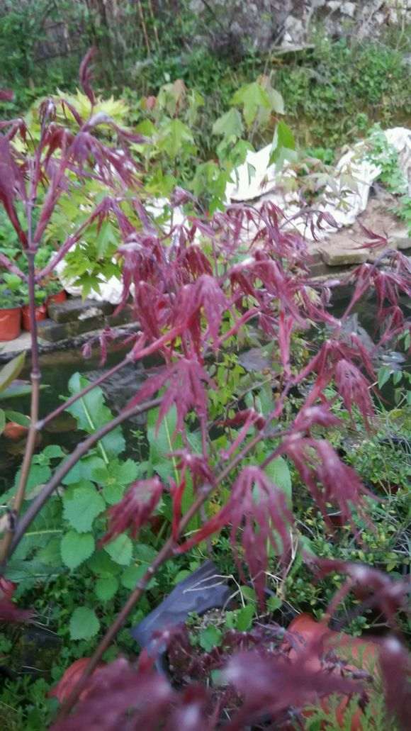 绯红皇后红羽毛红枫下山桩 怎么样 图片