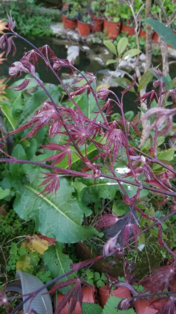 绯红皇后红羽毛红枫下山桩 怎么样 图片