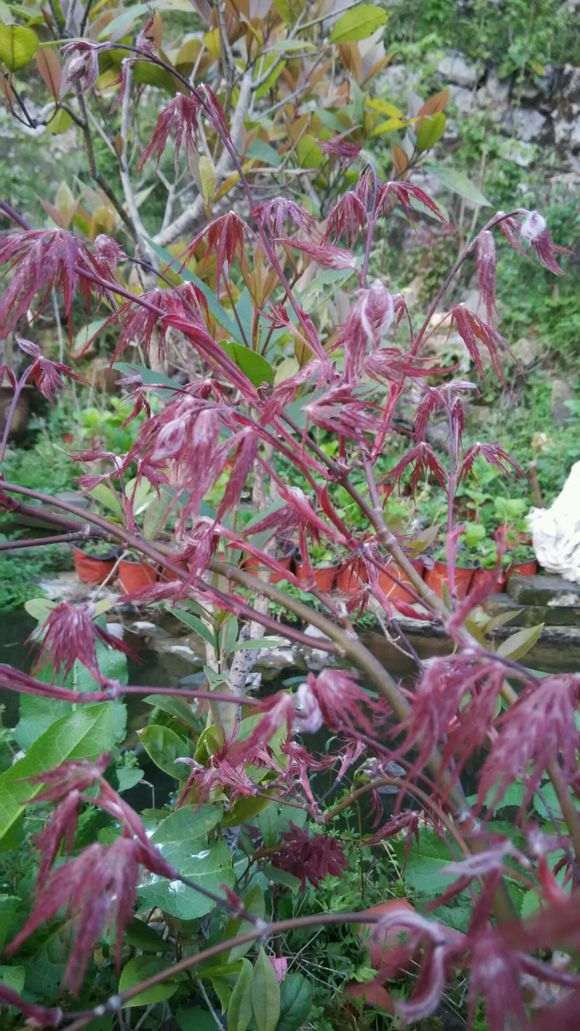 绯红皇后红羽毛红枫下山桩 怎么样 图片