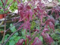 绯红皇后红羽毛红枫下山桩 可以吗 图片