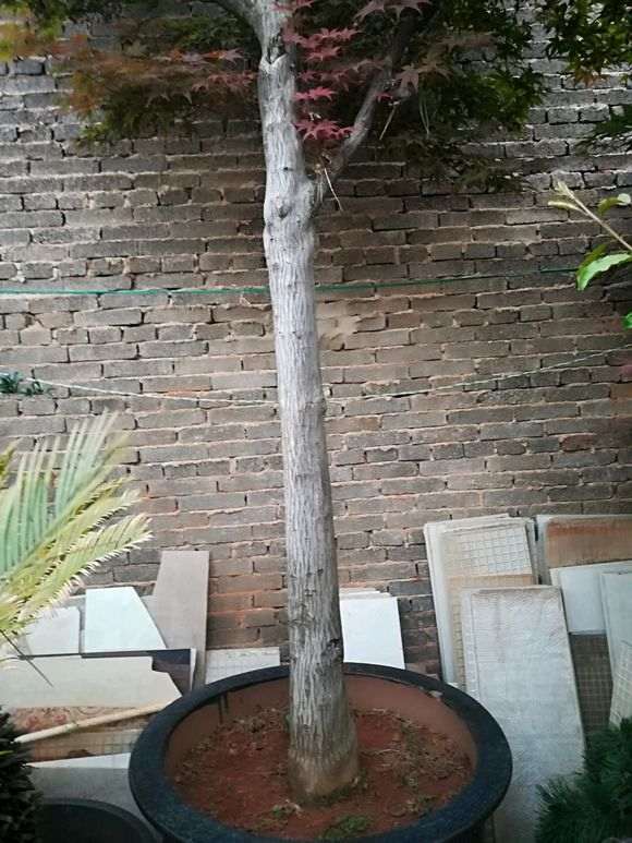 这下山桩是美国红枫 还是中国红枫 图片