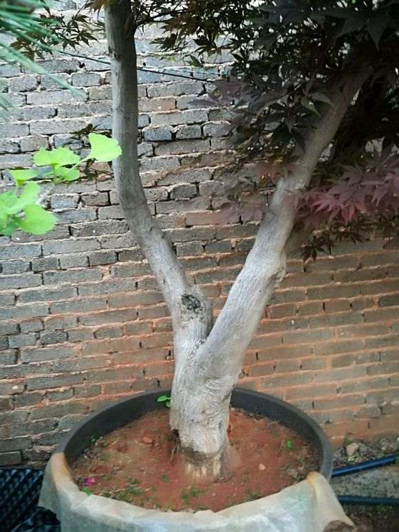 这下山桩是美国红枫 还是中国红枫 图片