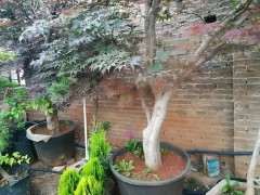 这下山桩是美国红枫 还是中国红枫 图片