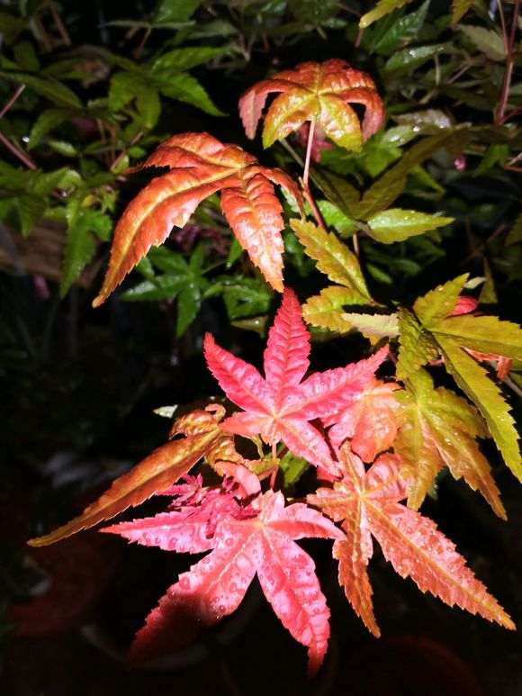 红枫下山桩的害虫怎么防治 图片