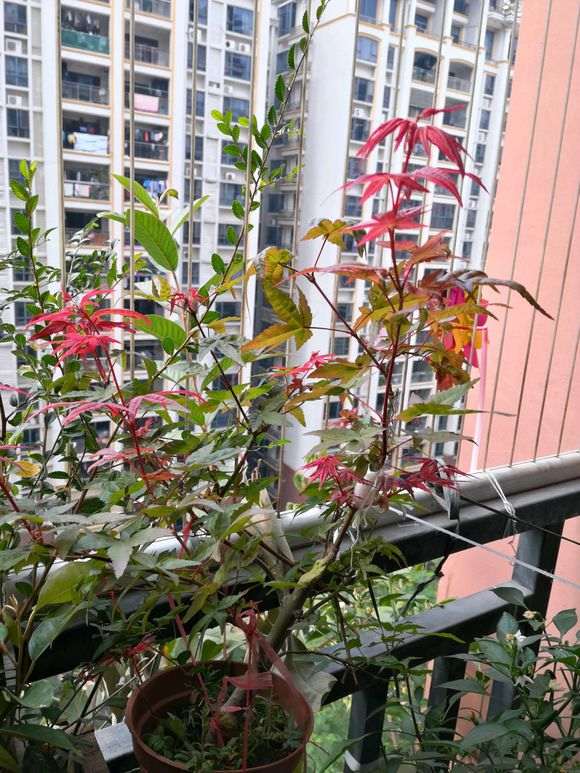 红枫下山桩的害虫怎么防治 图片