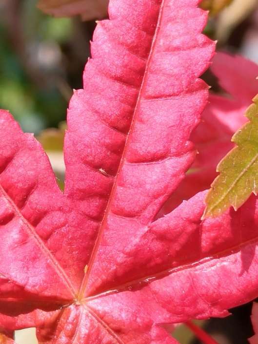 红枫下山桩的害虫怎么防治 图片