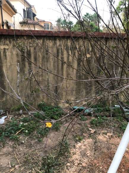 红枫下山桩黑杆怎么救治的方法 图片