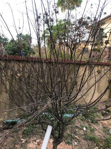 红枫下山桩黑杆怎么救治的方法 图片