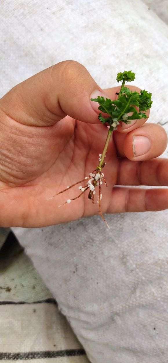 红枫下山桩枝条怎么生根的方法 图片