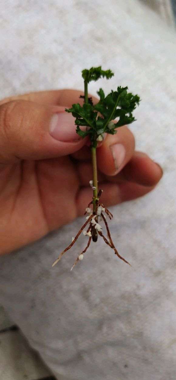 红枫下山桩枝条怎么生根的方法 图片
