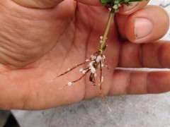 红枫下山桩枝条怎么生根的方法 图片