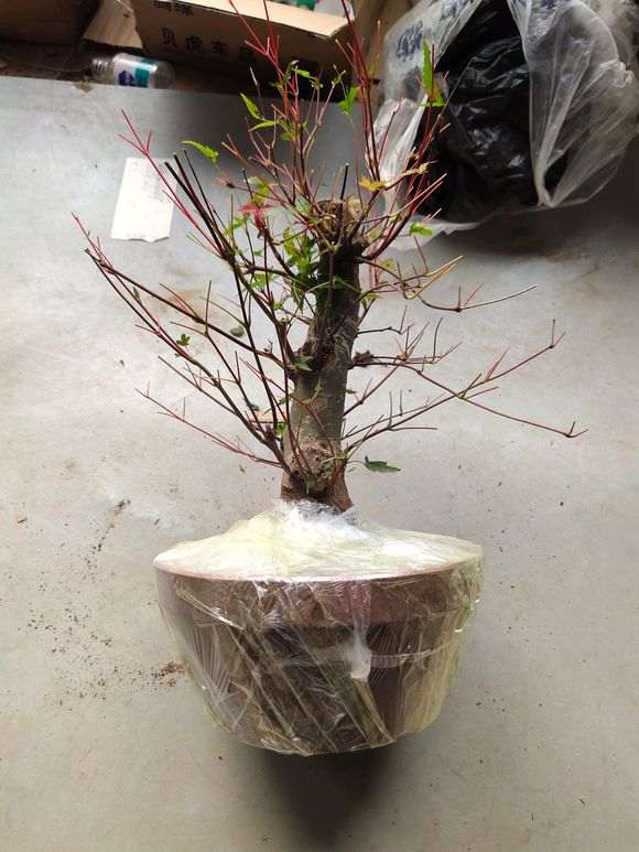 为什么红枫下山桩还是比较难生根 图片