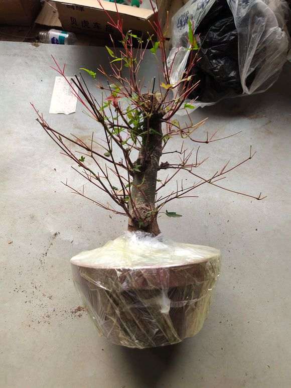 为什么红枫下山桩还是比较难生根 图片