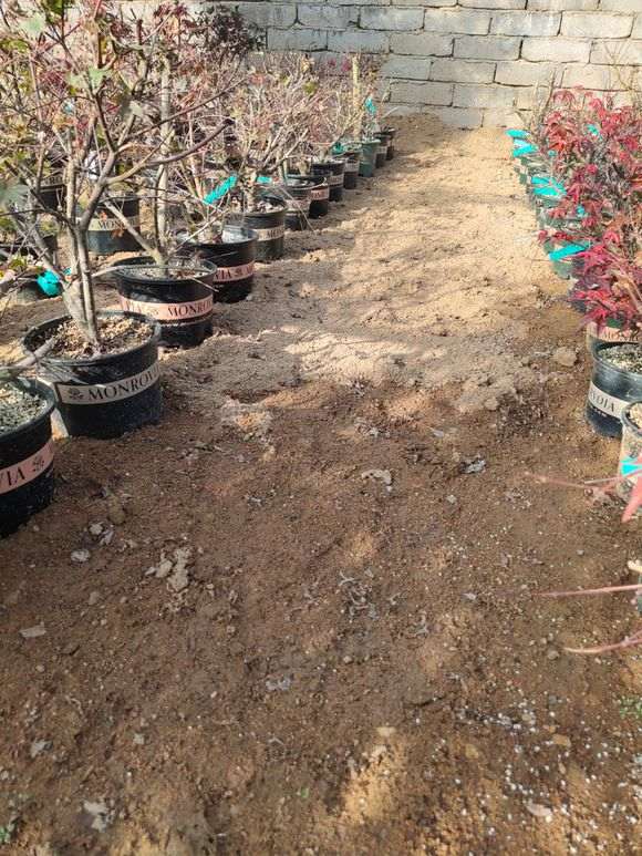 为什么红枫下山桩还是比较难生根 图片