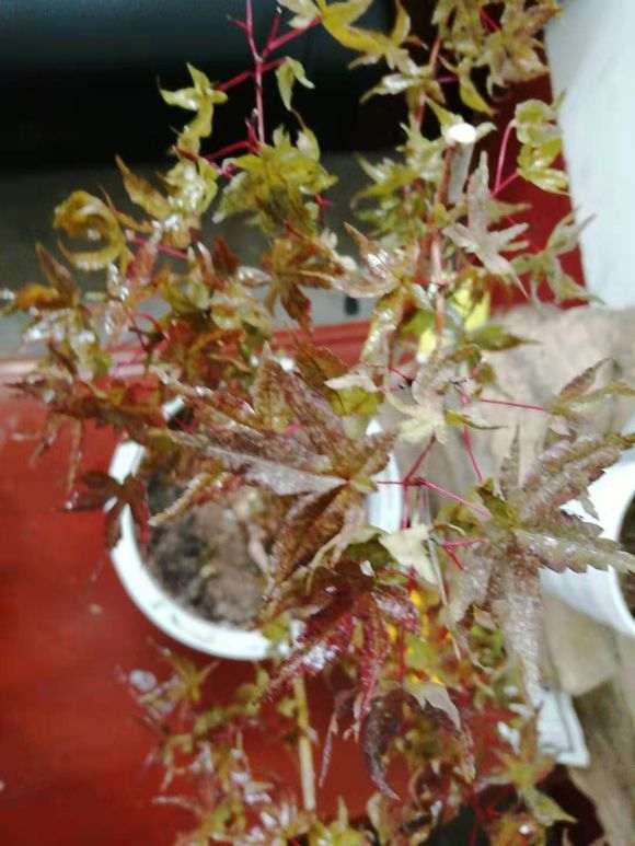 刚移植的红枫下山桩 要死了 怎么办