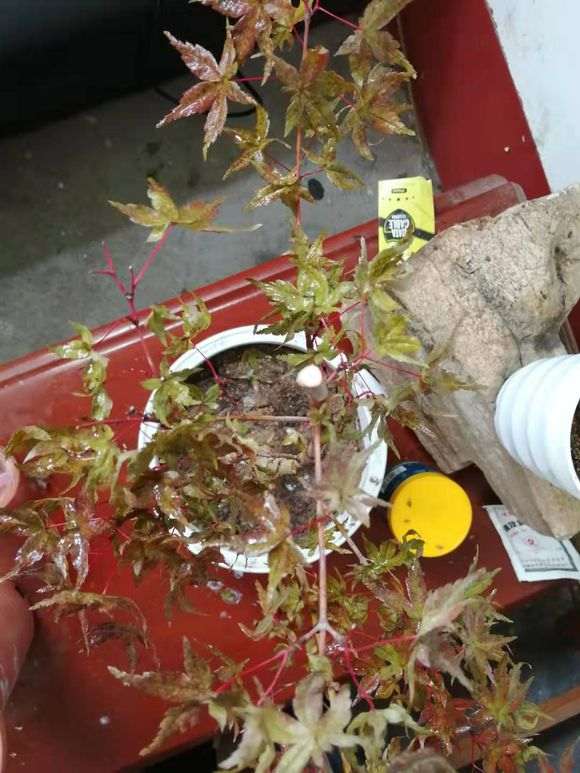 刚移植的红枫下山桩 要死了 怎么办