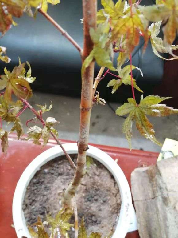 刚移植的红枫下山桩 要死了 怎么办