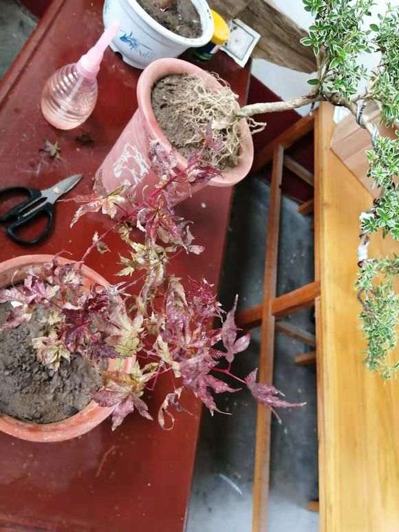 刚移植的红枫下山桩 要死了 怎么办