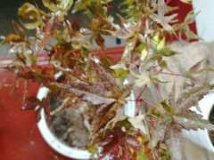 刚移植的红枫下山桩 要死了 怎么办