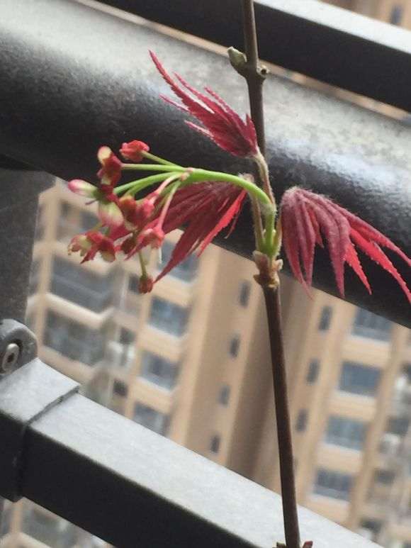 这是正宗的日本红枫下山桩吗 图片