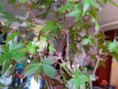 红枫下山桩老叶子 老发干 怎么办 图片