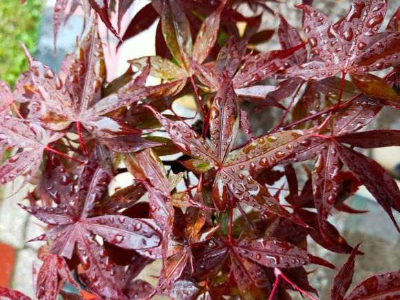 红叶的红枫下山桩是哪种品种 图片